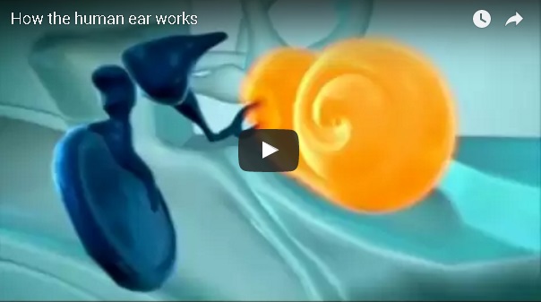 How Our Hearing Works: Exploring Human Hearing 2