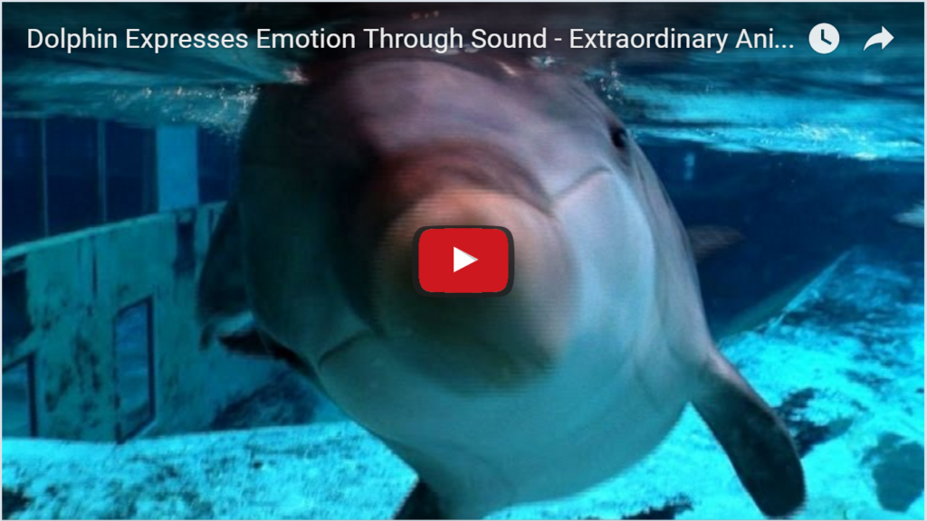 Can Dolphins Hear Better Than Us? 2 Dolphins Amazing Hearing