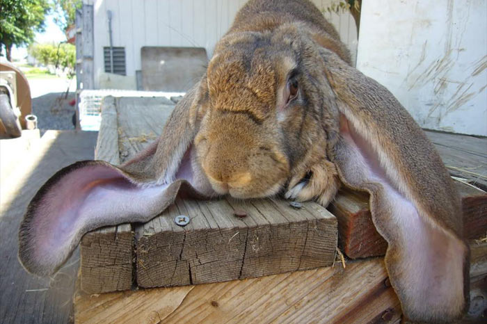 World Record Rabit Ears